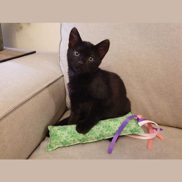 Photo of Pearl