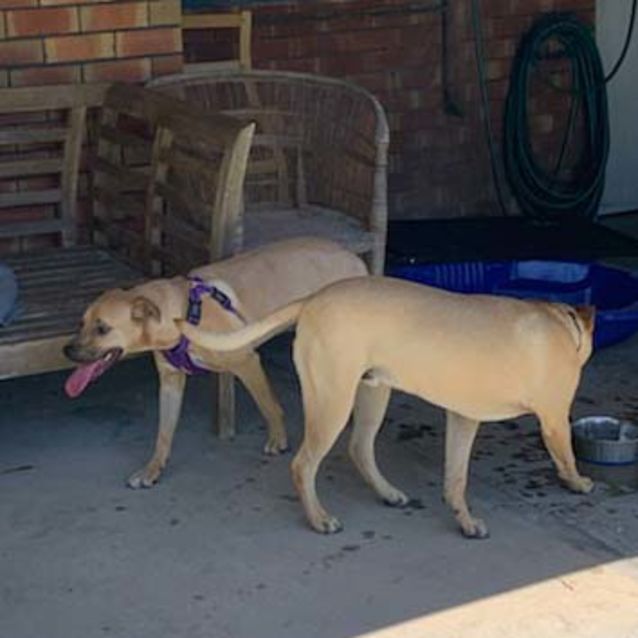 Photo of Tyson ~ 1yo Staffy X (On Trial 11/4/20)