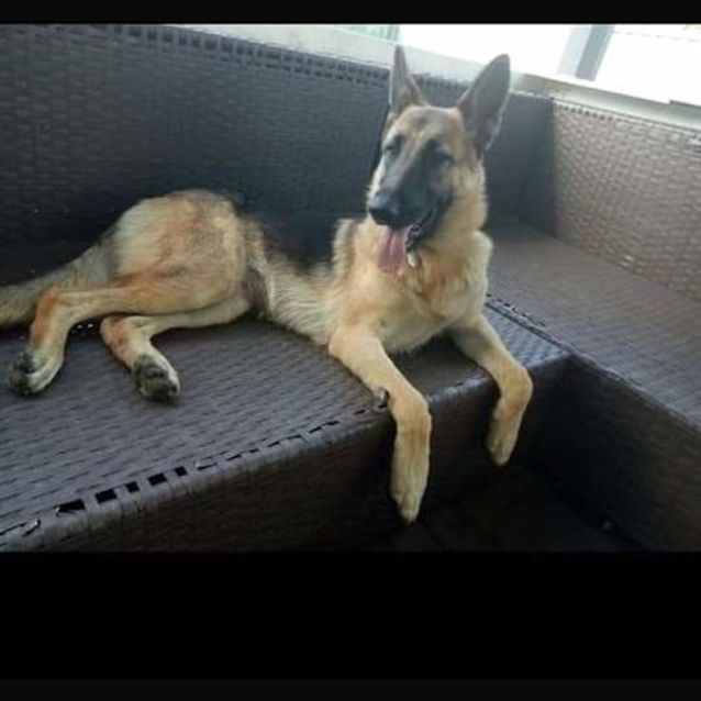 Photo of Sasha   Meet And Greet Organised 27 01 20