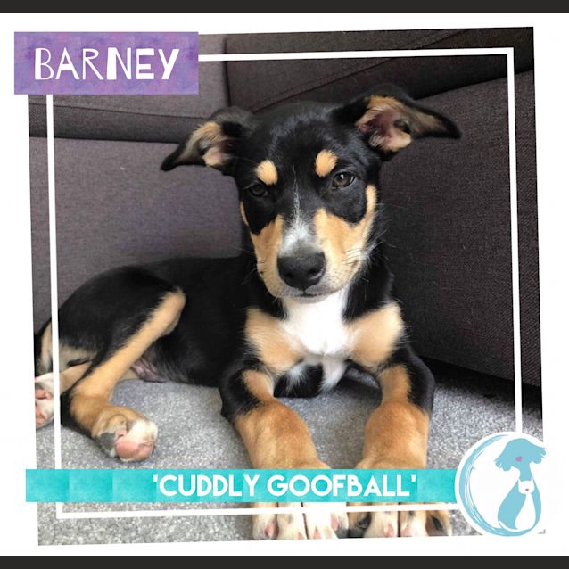 Photo of Barney
