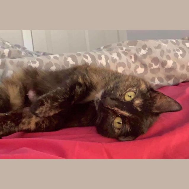 Photo of Pixel (Pixie) 