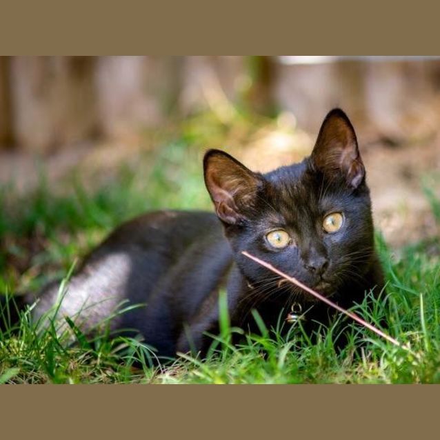 Photo of Nina (Was Astra)