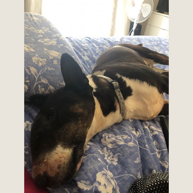 Photo of Hanna   Foster Carer Needed