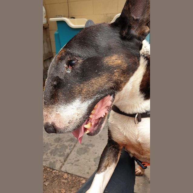 Photo of Hanna   Foster Carer Needed