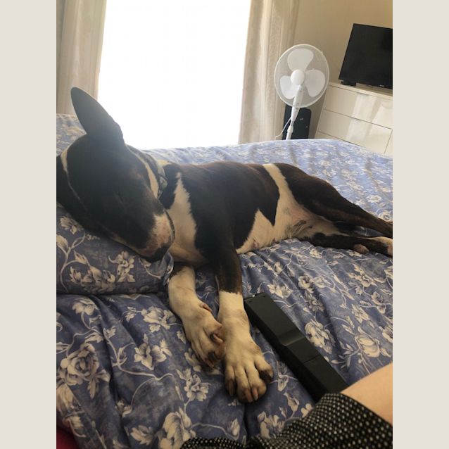 Photo of Hanna   Foster Carer Needed