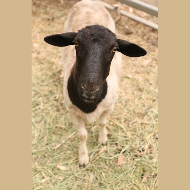 Photo of Yalwal & Parma