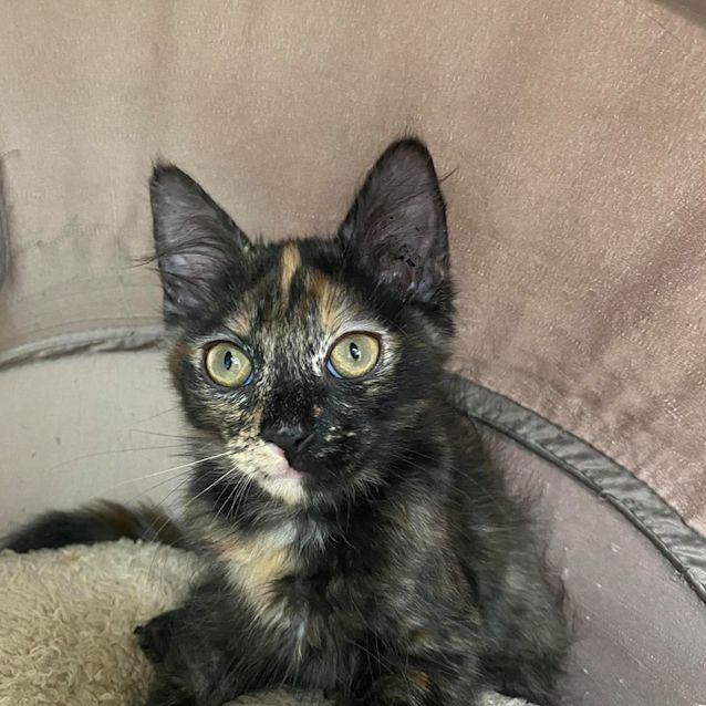 Photo of Helga   Meet Me At Vets On Parker In Templestowe