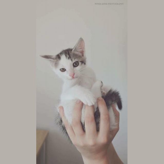 Photo of Spot