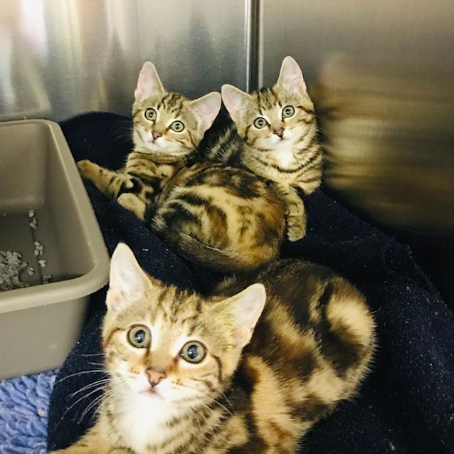 Photo of Bonnie And Millie 