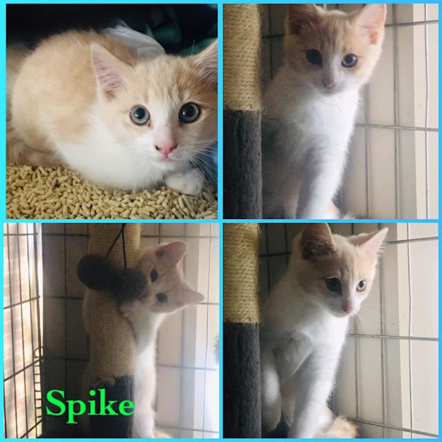 Photo of Spike