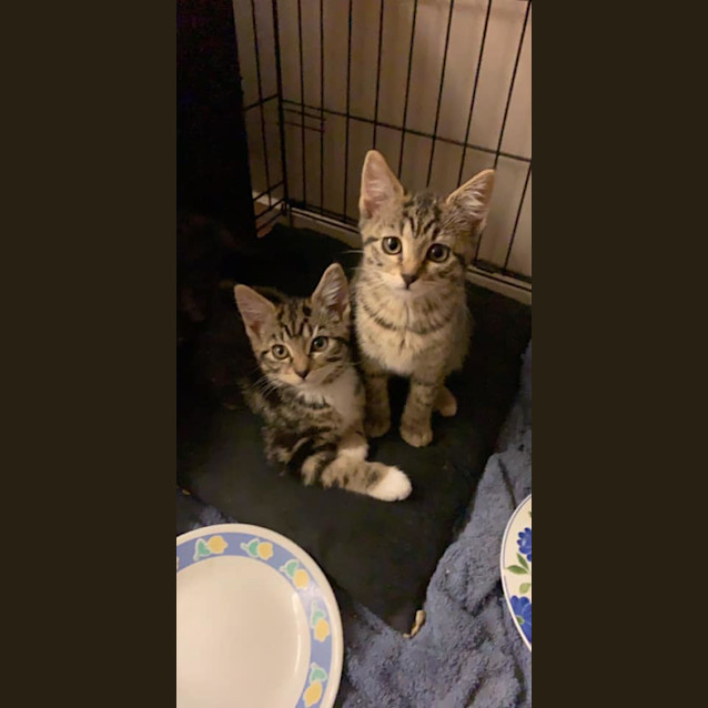 Photo of Socks 