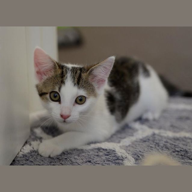 Photo of Dahl (Now Daffodil)