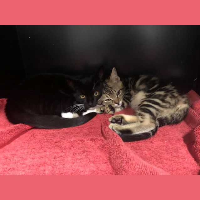 Photo of Finn & Forest