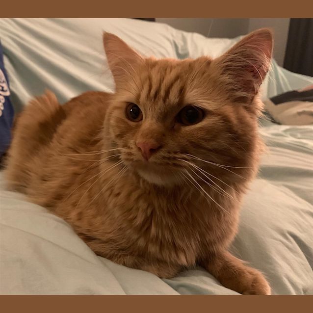 Photo of Beedee