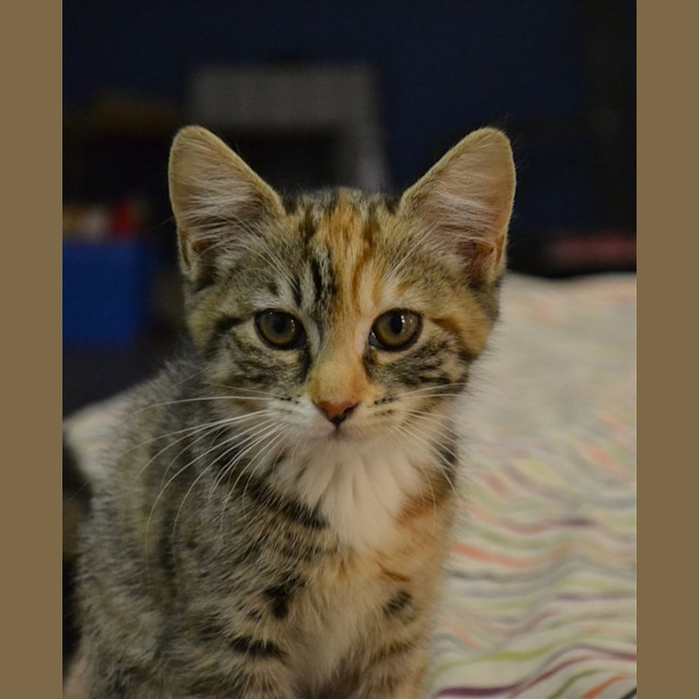 Photo of Chai