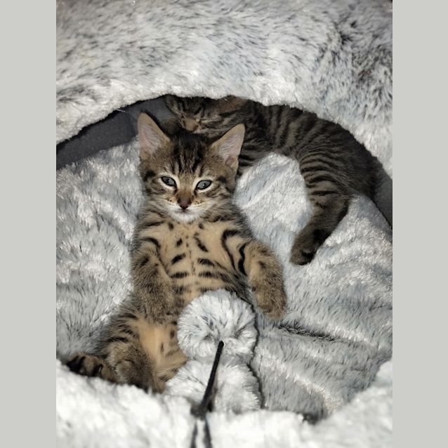 Photo of Lillian Mary **2nd Chance Cat Rescue**