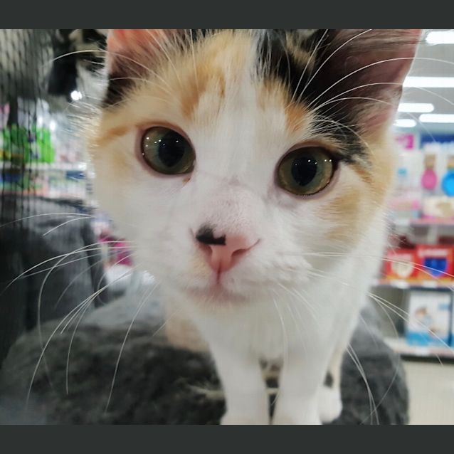 Photo of Callie