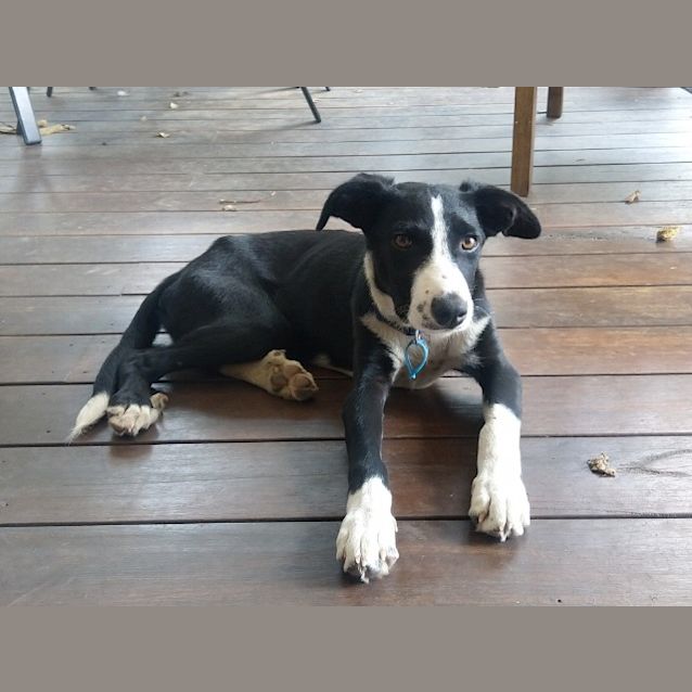 Photo of Basil 