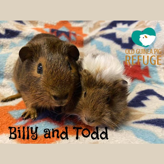 Photo of Billy And Todd (Unsuitable For Children Under 13)