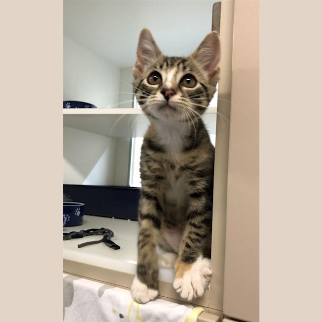 Photo of Hazel 