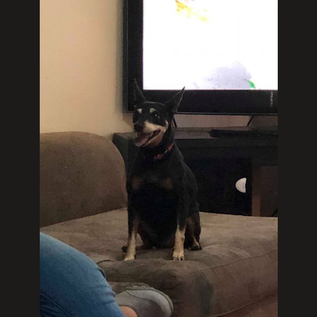 Photo of Biscuit 