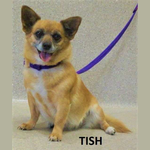 Photo of Tish