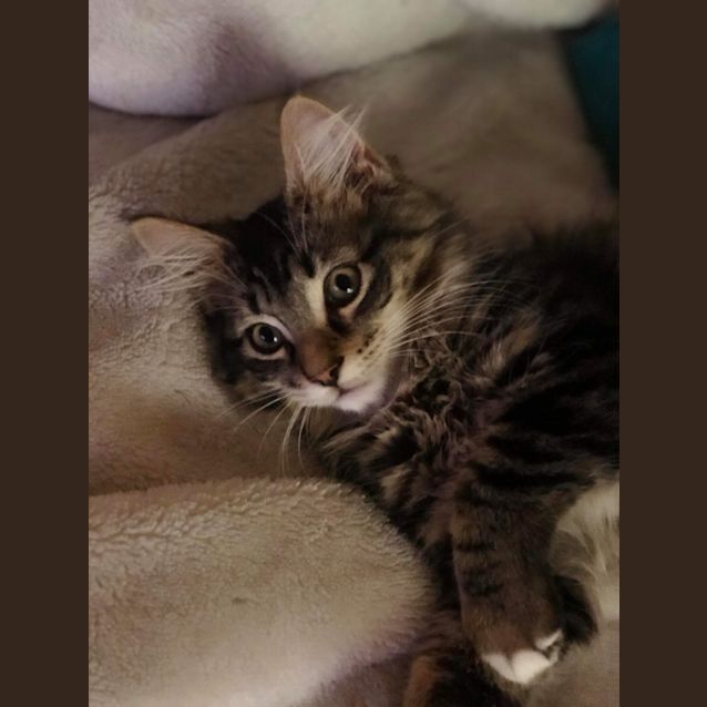 Photo of Pebbles 