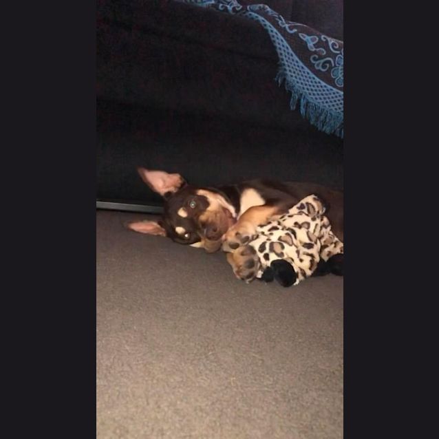 Photo of Nova 