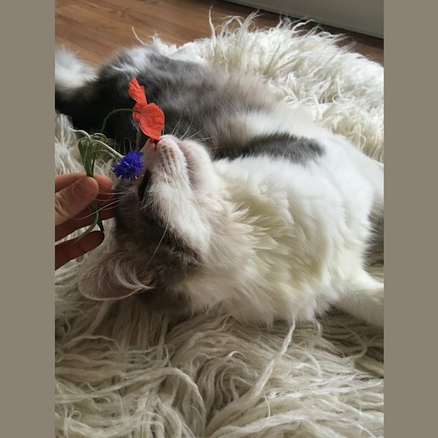 Photo of Pickle