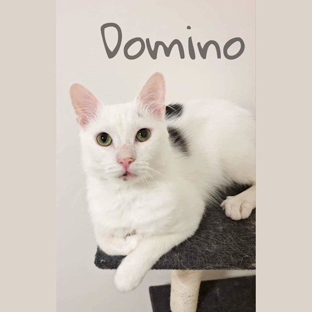 Photo of Domino