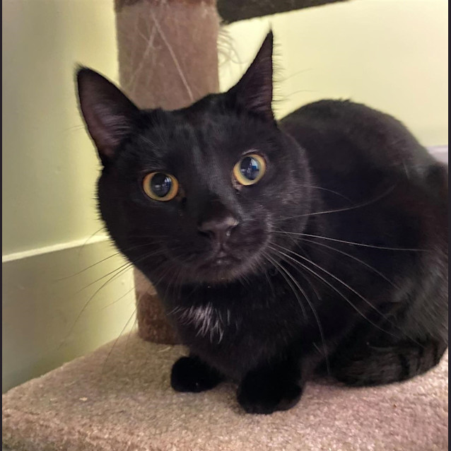 Photo of Sooty