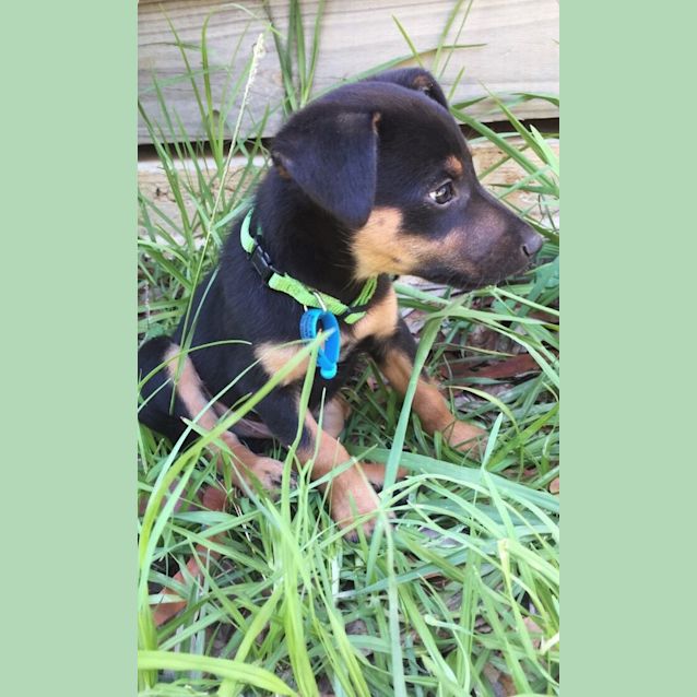 Photo of Cheddar 