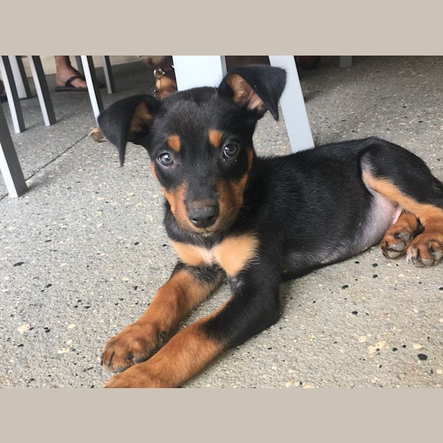 Photo of Gouda ~ Adoption Pending ~