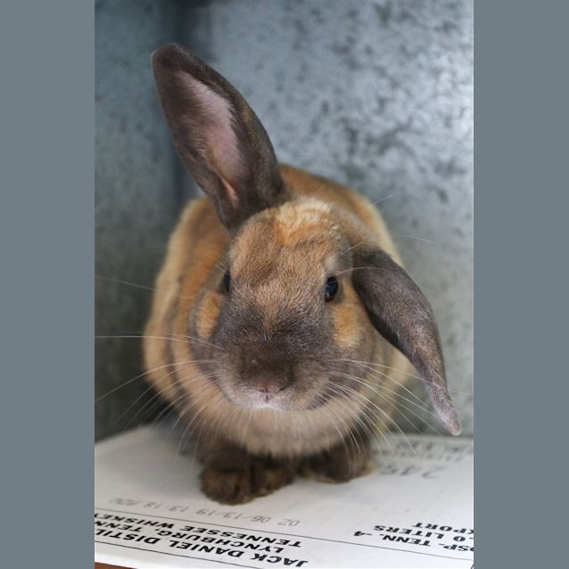 Photo of Nibbles
