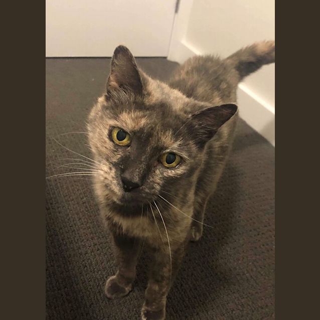 Photo of Honey