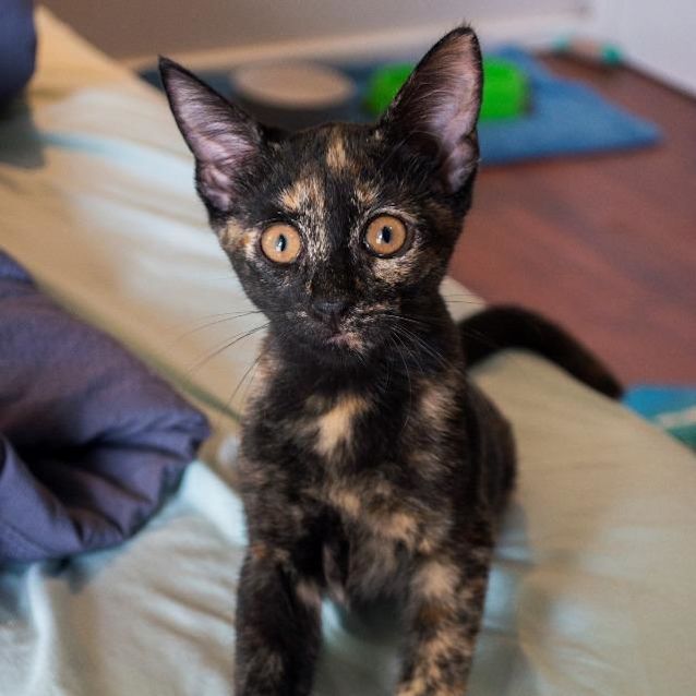 Photo of Octavia