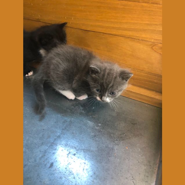 Photo of Lilo