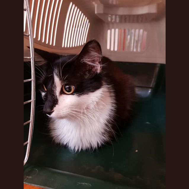 Photo of Ziggy ** 2nd Chance Cat Rescue**