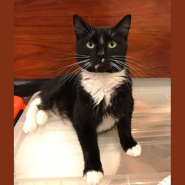 Photo of Juno
