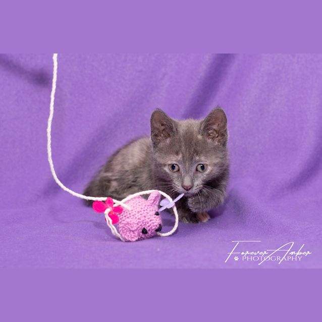 Photo of Jordyn ** 2nd Chance Cat Rescue**
