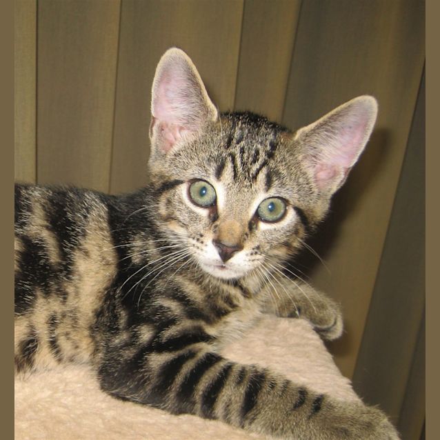 Photo of Bertie