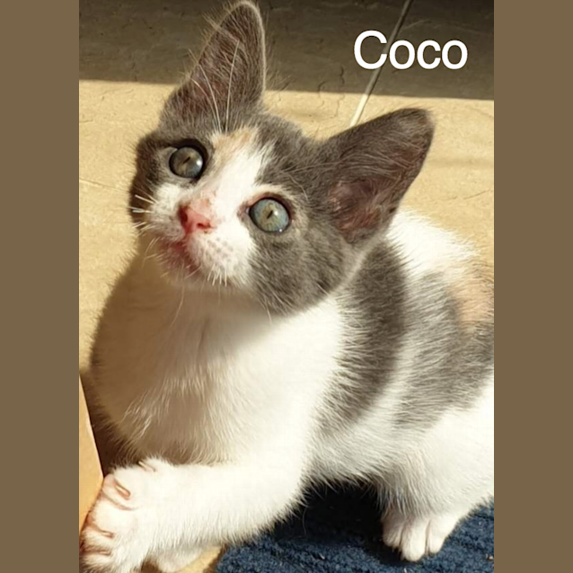 Photo of Coco