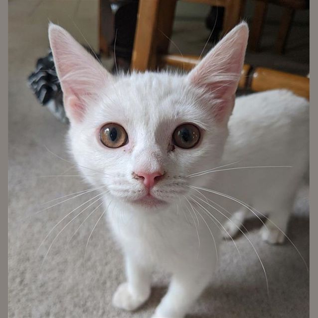 Photo of Jingles