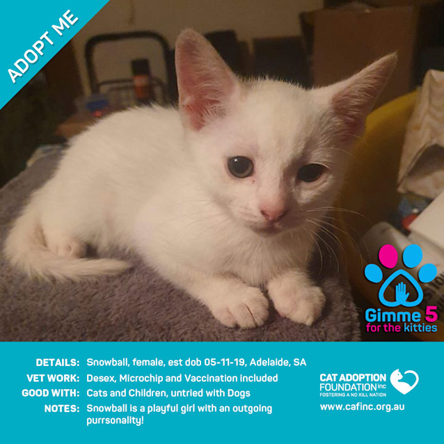 Photo of Snowball