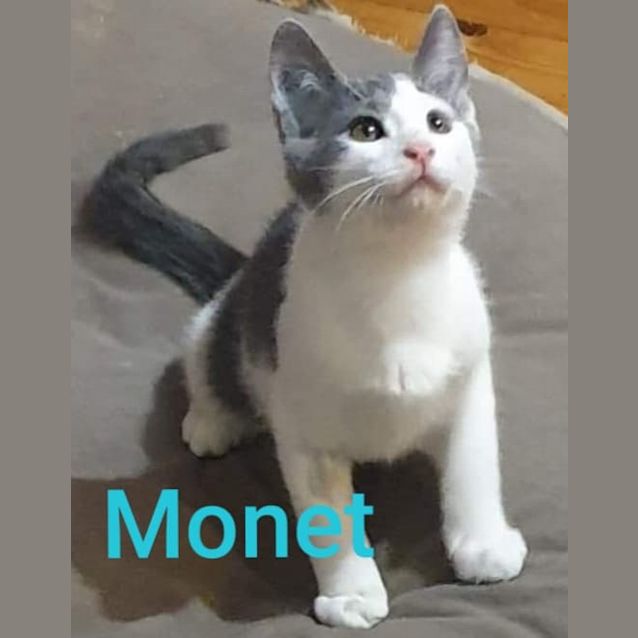 Photo of Monet