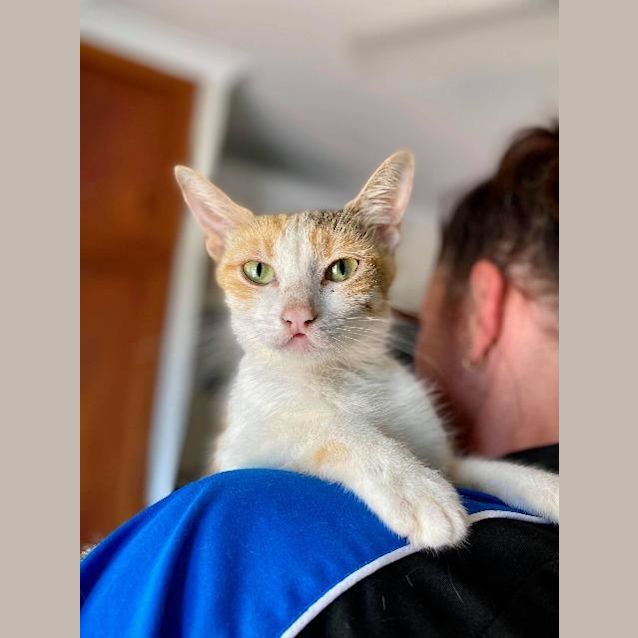 Photo of Honey