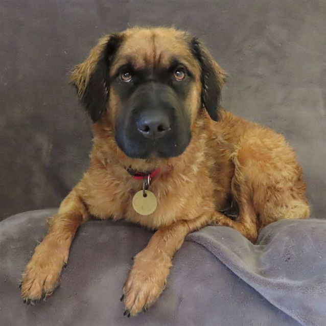 Cami - Medium Female Curly Coated Retriever x German Shepherd Mix Dog in VIC - PetRescue Cami - Medium Female Curly Coated Retriever x German Shepherd Mix Dog in VIC - PetRescue