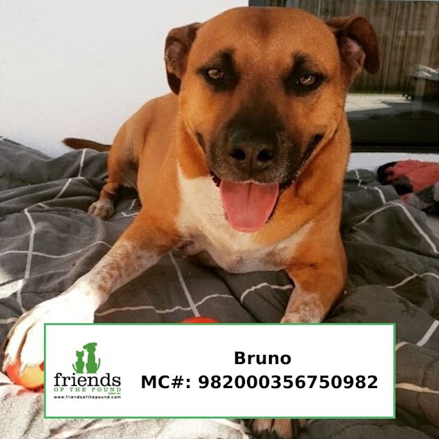 Photo of Tag And Bruno