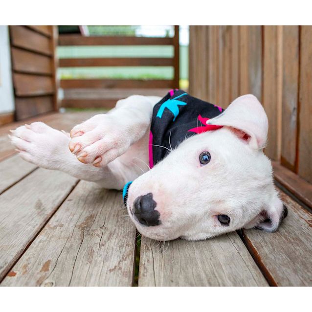 Photo of Noah ~ Great Dane X Bull Terrier (On Trial 14/3/20