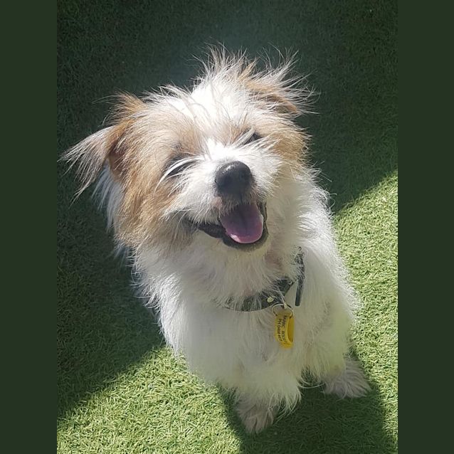 Photo of Rocky D0124